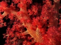 corail_rouge