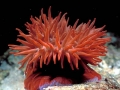 anemone