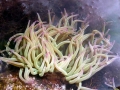 anemone_de_mer