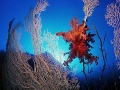 corail