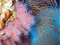 corail4