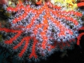 corail_1