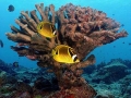 corail_cc100