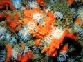 eponge