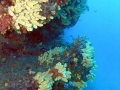 eponges