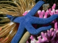 etoile_mer-bleue