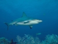 requin