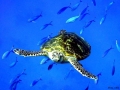 tortues-de-mer